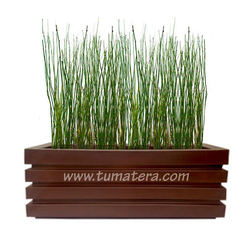 COMBO JARDINERA 100 X 45 CM CON EQUISETUM - Tumatera.co