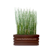 COMBO JARDINERA 70 CM CON EQUISETUM - Tumatera.co