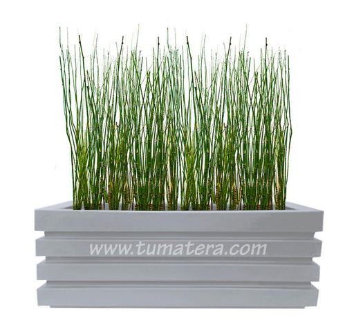 COMBO JARDINERA 100 X 45 CM CON EQUISETUM - Tumatera.co