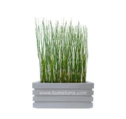 COMBO JARDINERA 70 CM CON EQUISETUM - Tumatera.co