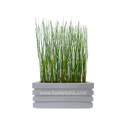 COMBO JARDINERA 70 CM CON EQUISETUM - Tumatera.co