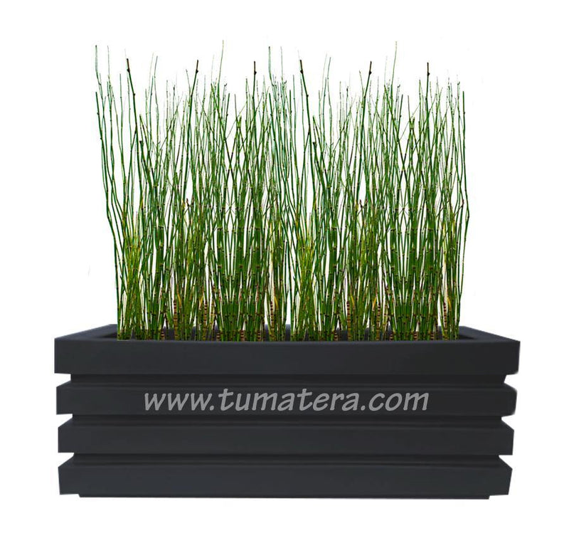 COMBO JARDINERA 100 X 45 CM CON EQUISETUM - Tumatera.co