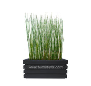 COMBO JARDINERA 70 CM CON EQUISETUM - Tumatera.co