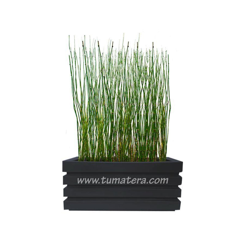 COMBO JARDINERA 70 CM CON EQUISETUM - Tumatera.co