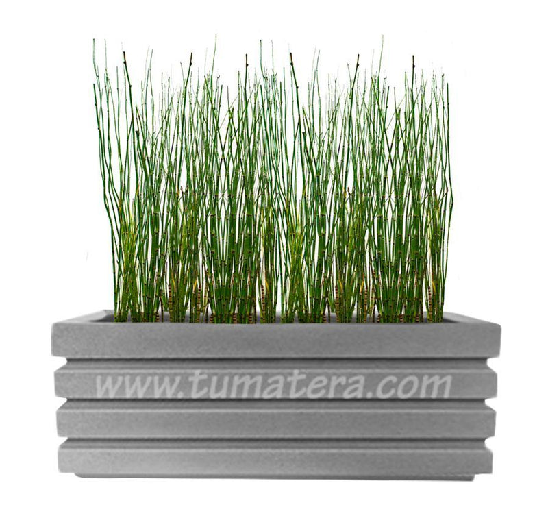 COMBO JARDINERA 100 X 45 CM CON EQUISETUM - Tumatera.co