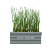 COMBO JARDINERA CEMENTO 90 CM CON EQUISETUM - Tumatera.co