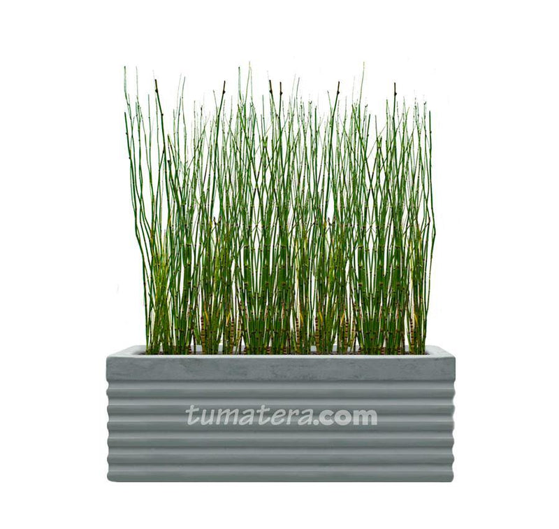 COMBO JARDINERA CEMENTO 90 CM CON EQUISETUM - Tumatera.co