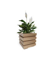 COMBO CUBO 48 CM CON ESPATIFILO - Tumatera.co