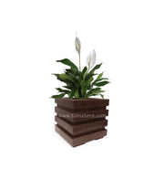 COMBO CUBO 48 CM CON ESPATIFILO - Tumatera.co