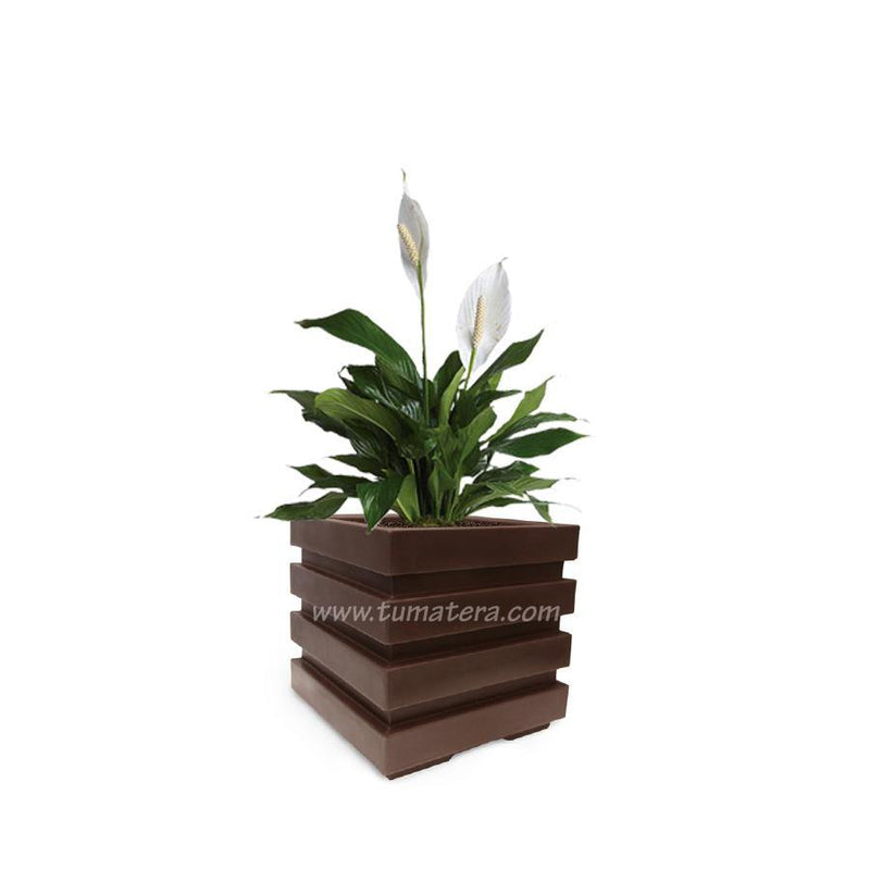 COMBO CUBO 48 CM CON ESPATIFILO - Tumatera.co