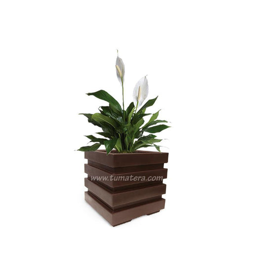 COMBO CUBO 48 CM CON ESPATIFILO - Tumatera.co