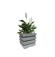 COMBO CUBO 48 CM CON ESPATIFILO - Tumatera.co