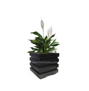 COMBO CUBO 48 CM CON ESPATIFILO - Tumatera.co