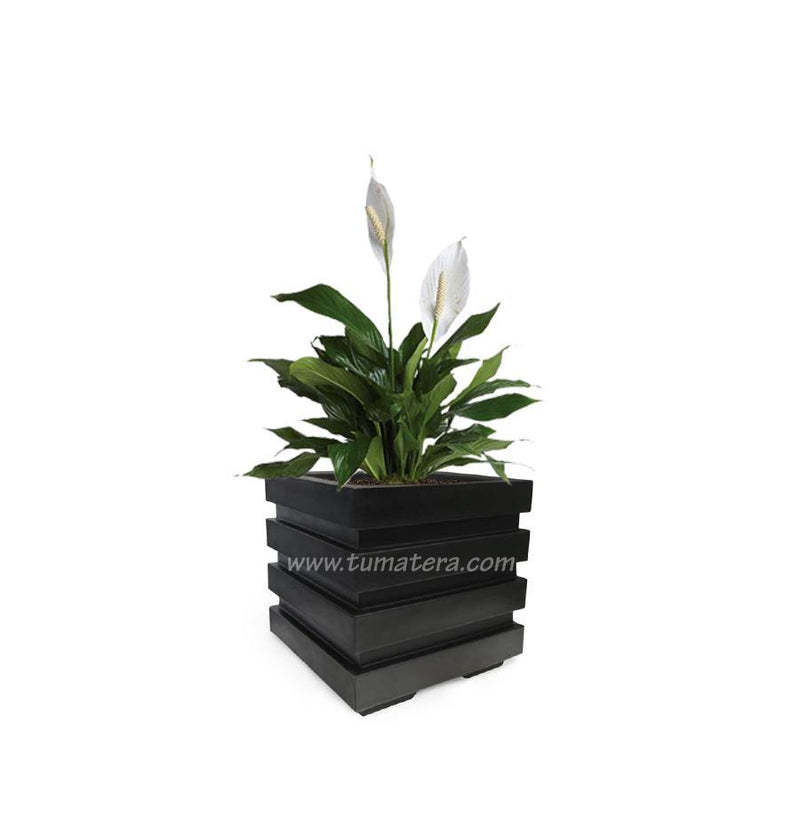 COMBO CUBO 48 CM CON ESPATIFILO - Tumatera.co