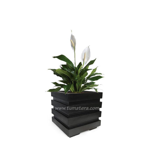 COMBO CUBO 48 CM CON ESPATIFILO - Tumatera.co