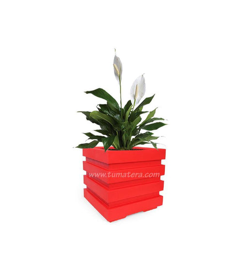 COMBO CUBO 48 CM CON ESPATIFILO - Tumatera.co
