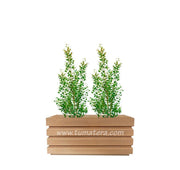 COMBO JARDINERA 70 CM CON EUGENIAS - Tumatera.co