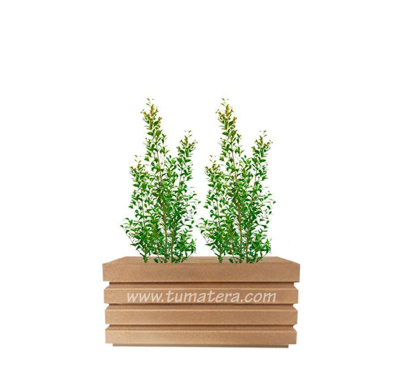 COMBO JARDINERA 70 CM CON EUGENIAS - Tumatera.co