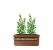 COMBO JARDINERA 70 CM CON EUGENIAS - Tumatera.co
