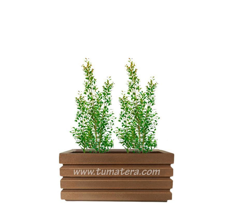 COMBO JARDINERA 70 CM CON EUGENIAS - Tumatera.co