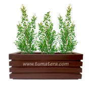 COMBO JARDINERA 100 X 45 CM CON EUGENIAS - Tumatera.co