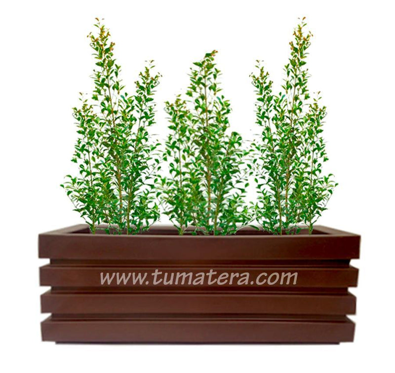 COMBO JARDINERA 100 X 45 CM CON EUGENIAS - Tumatera.co