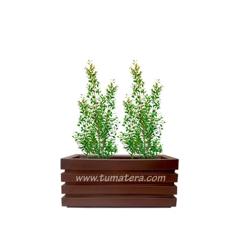 COMBO JARDINERA 70 CM CON EUGENIAS - Tumatera.co