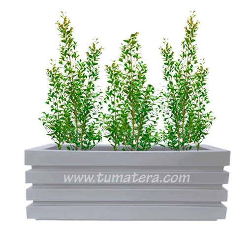 COMBO JARDINERA 100 X 45 CM CON EUGENIAS - Tumatera.co