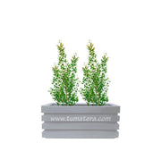 COMBO JARDINERA 70 CM CON EUGENIAS - Tumatera.co