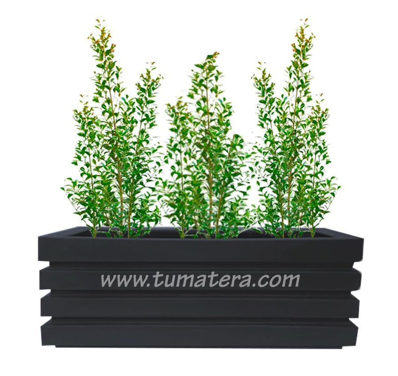 COMBO JARDINERA 100 X 45 CM CON EUGENIAS - Tumatera.co