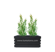 COMBO JARDINERA 70 CM CON EUGENIAS - Tumatera.co