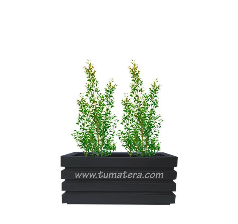 COMBO JARDINERA 70 CM CON EUGENIAS - Tumatera.co
