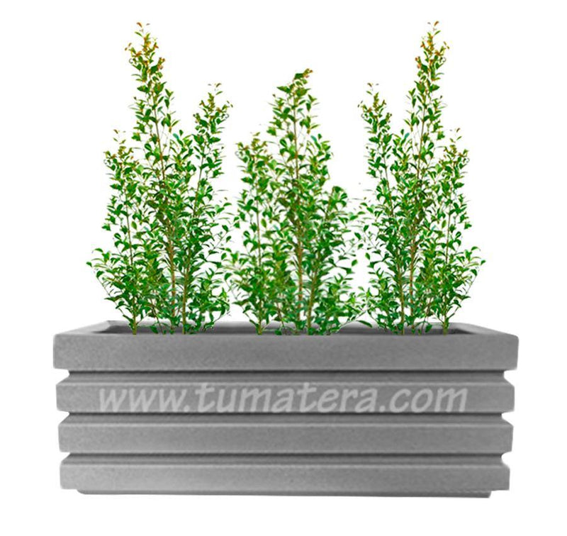 COMBO JARDINERA 100 X 45 CM CON EUGENIAS - Tumatera.co