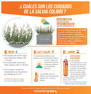COMBO JARDINERA CEMENTO ACANALADA 100 X 60 CM CON PLANTA SALVIA COLIBRÍ- Tumatera.co
