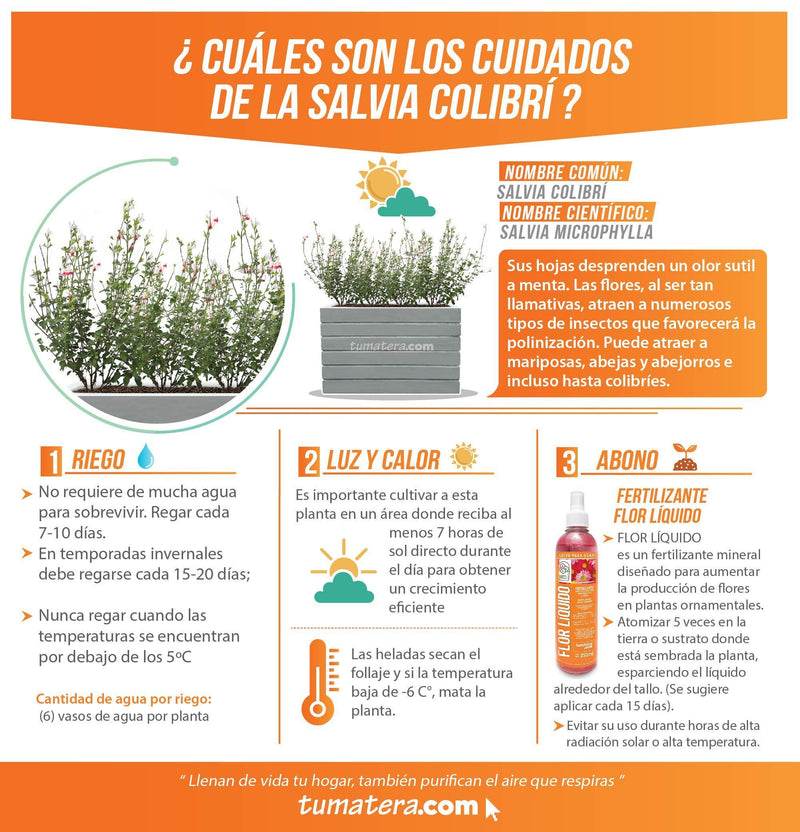 COMBO JARDINERA CEMENTO ACANALADA 100 X 60 CM CON PLANTA SALVIA COLIBRÍ- Tumatera.co