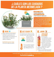 COMBO JARDINERA CEMENTO ACANALADA 100 X 60 CM CON PLANTA MERMELADA- Tumatera.co