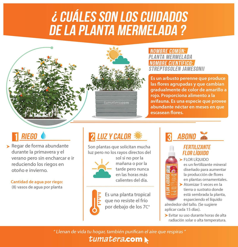 COMBO JARDINERA CEMENTO ACANALADA 100 X 60 CM CON PLANTA MERMELADA- Tumatera.co