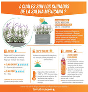 COMBO JARDINERA CEMENTO ACANALADA 100 X 60 CM CON SALVIA MEXICANA- Tumatera.co