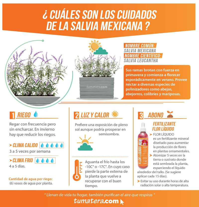 COMBO JARDINERA CEMENTO ACANALADA 100 X 60 CM CON SALVIA MEXICANA- Tumatera.co