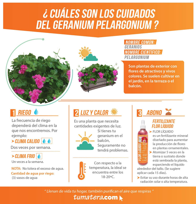 COMBO VENEZA BALCÓN 50 CM CON GERANIUM PELARGOMIUN - Tumatera.co