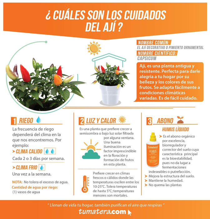 COMBO MATERA IML 12 CM CON AJI - Tumatera.co