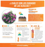 COMBO JARDINERA 100 X 45 CM CON AZALEAS - Tumatera.co