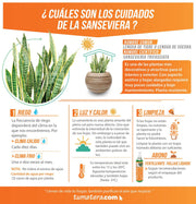 COMBO ESFERA 50 CM CON SANSEVIERIA - Tumatera.co