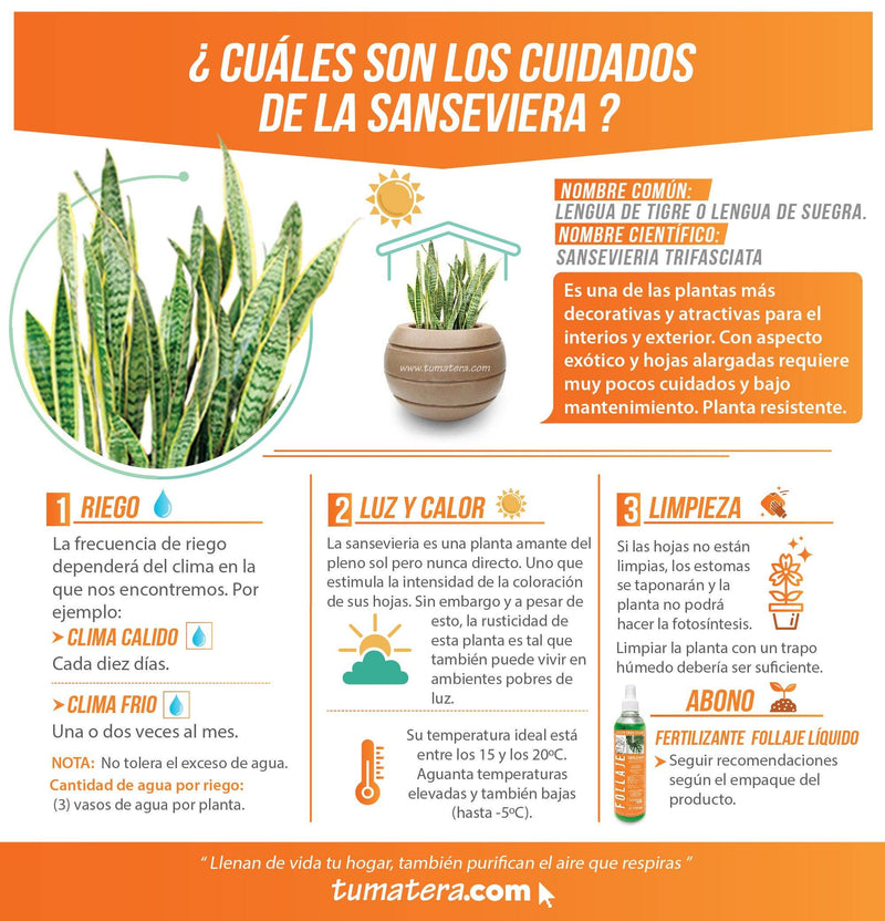 COMBO ESFERA 50 CM CON SANSEVIERIA - Tumatera.co