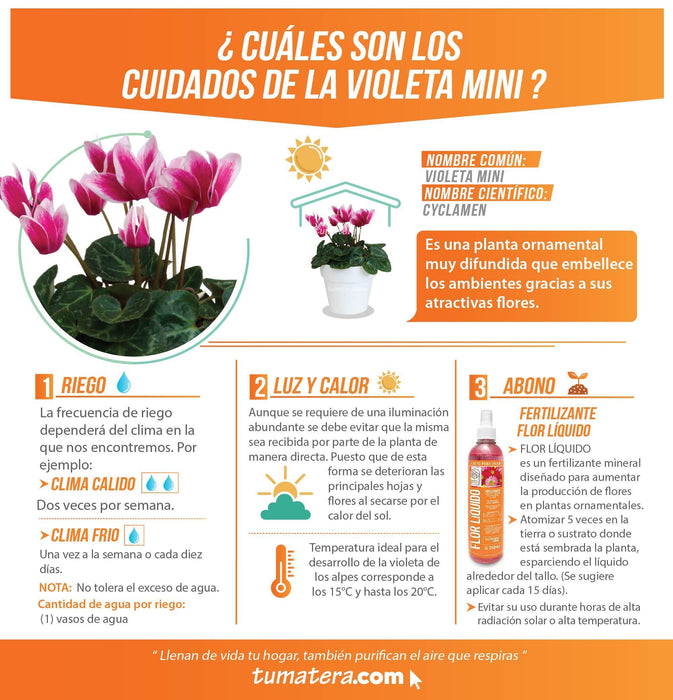 COMBO MATERA IML 12 CM CON VIOLETA MINI BICOLOR - Tumatera.co