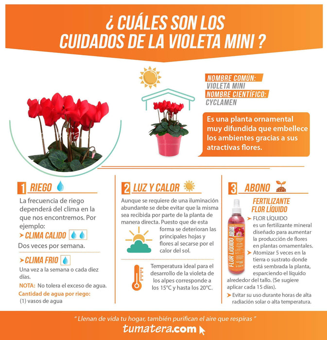 COMBO MATERA IML 12 CM CON VIOLETA MINI ROJA - Tumatera.co