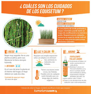 COMBO JARDINERA 100 X 45 CM CON EQUISETUM - Tumatera.co