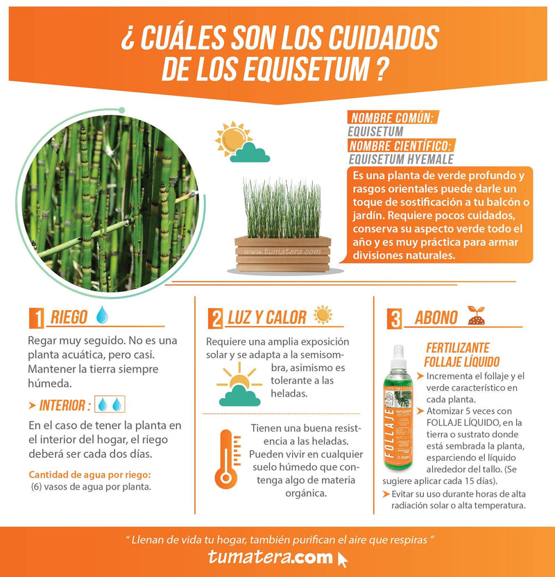 COMBO JARDINERA 90 CM CON EQUISETUM - Tumatera.co