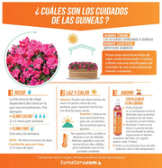 COMBO JARDINERA 100 X 45 CM CON FLORES - Tumatera.co