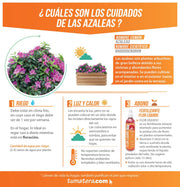 COMBO JARDINERA 70 CM CON AZALEAS - Tumatera.co